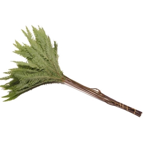 Umbrella Paraplu Fern