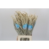 Amaranthus Yearming Desert