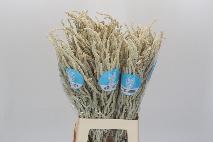 <h4>Amaranthus Yearming Desert</h4>