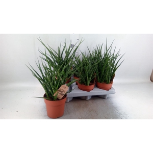 Sansevieria  'Fernwood'