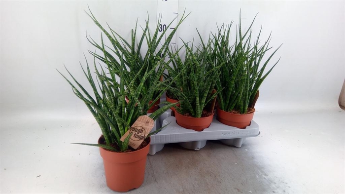 <h4>Sansevieria  'Fernwood'</h4>