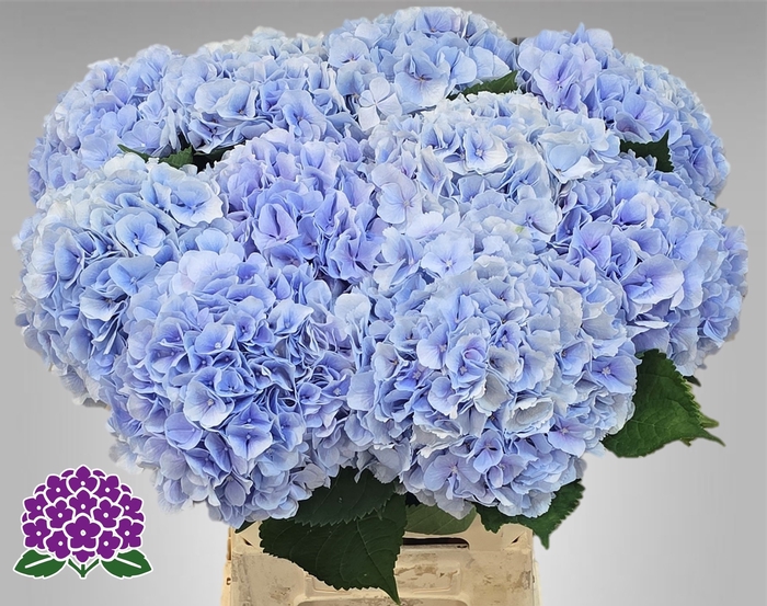 <h4>HYDR M CH VERENA BL</h4>
