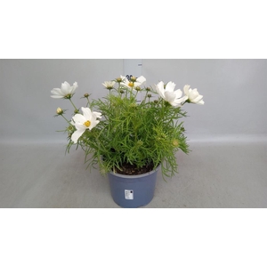 Cosmos bipinnatus 'Casanova White'