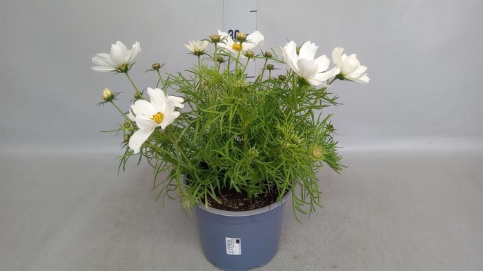 <h4>Cosmos bipinnatus 'Casanova White'</h4>