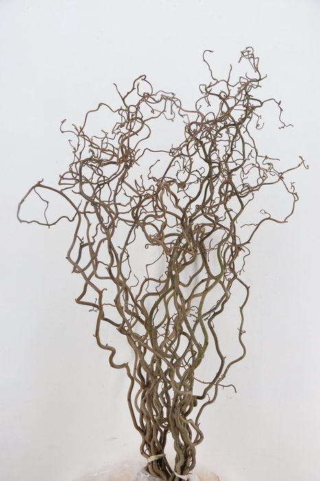 <h4>CORYL AV CONTORTA 2 JARIG 100CM</h4>