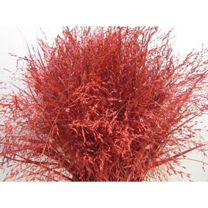 Panicum Warrior Kerst Rood