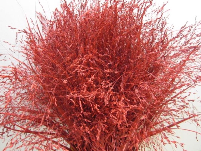 <h4>Panicum Warrior Kerst Rood</h4>