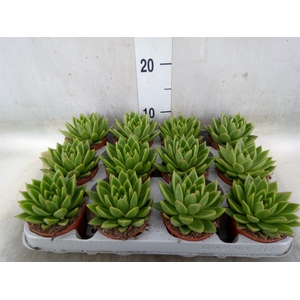 Echeveria agavoides