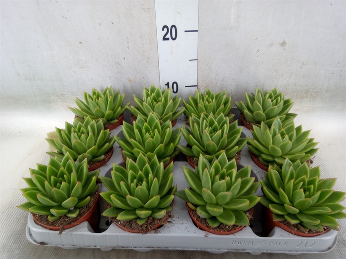 <h4>Echeveria agavoides</h4>