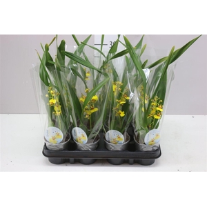 Oncidium Geel 1 Tak