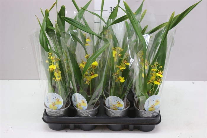 <h4>Oncidium Geel 1 Tak</h4>