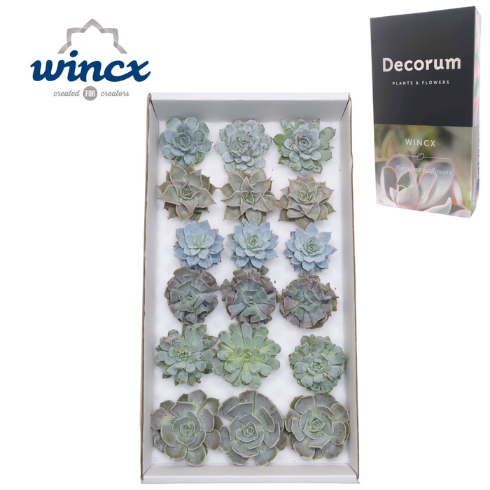 <h4>Echeveria Ice Mix (Wincx) Cutfl (6 Spcs)</h4>