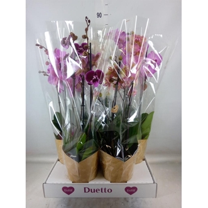 Phalaenopsis   ...mix