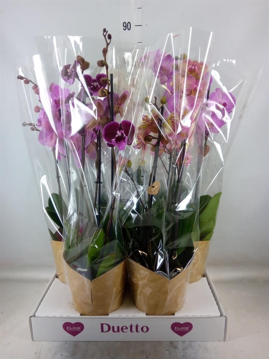 <h4>Phalaenopsis   ...mix</h4>