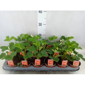 Fragaria ananassa 'Elsanta'