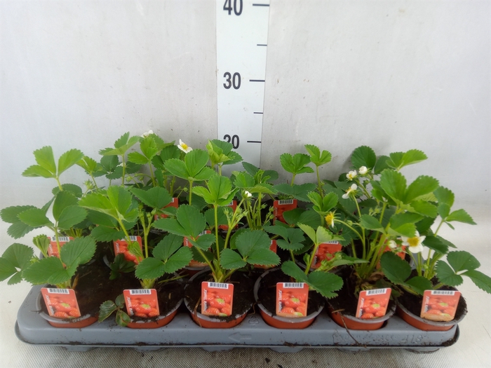 <h4>Fragaria ananassa 'Elsanta'</h4>