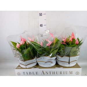 Anthurium andr. 'Lilli'