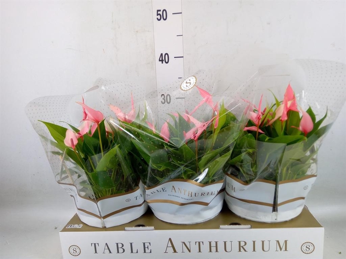 <h4>Anthurium andr. 'Lilli'</h4>