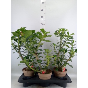 Adenium obesum 'Anouk'