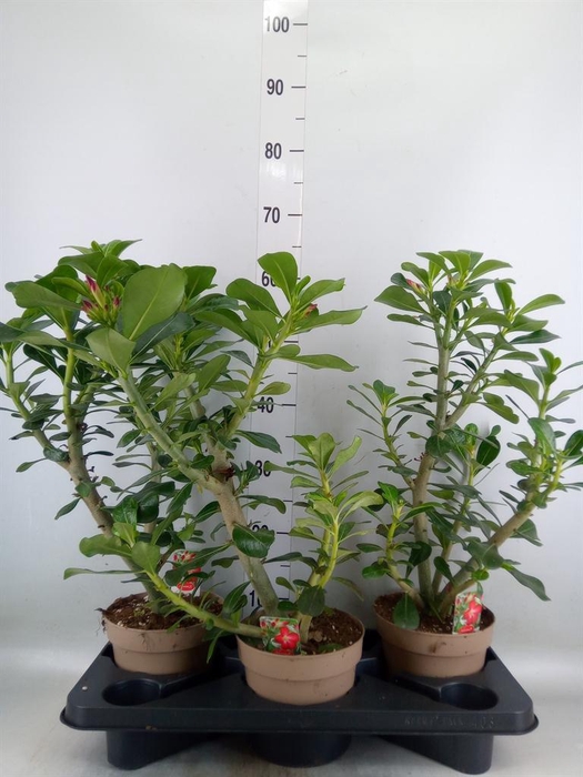 <h4>Adenium obesum 'Anouk'</h4>