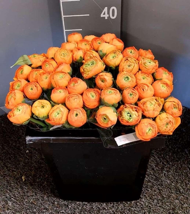 <h4>Ran Suc Ex Sunrise</h4>