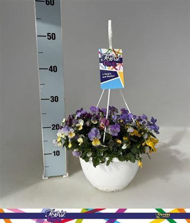 <h4>Vio Cornuta</h4>