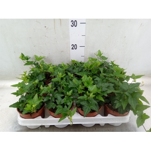 Hedera helix 'Shamrock'
