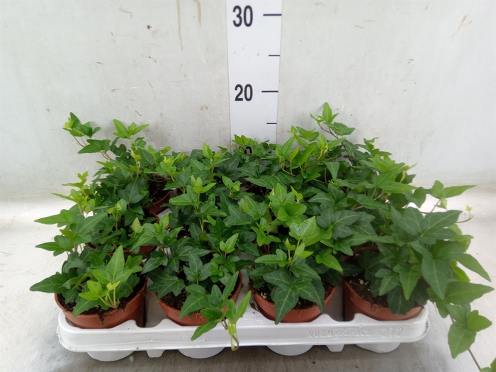 <h4>Hedera helix 'Shamrock'</h4>