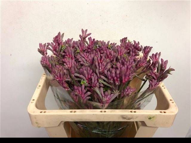 <h4>ANIGOZ MINI PEARL</h4>