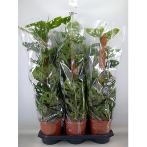 Monstera obliqua 'Monkey Mask'