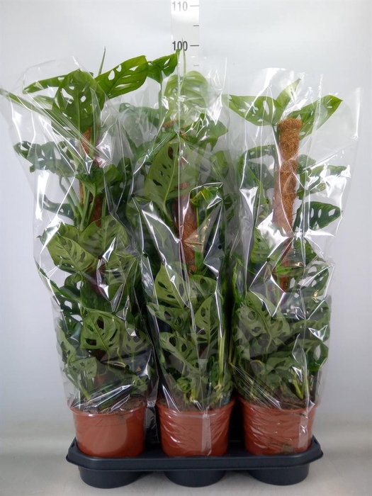 <h4>Monstera obliqua 'Monkey Mask'</h4>