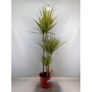 Dracaena marg. 'Bicolor'