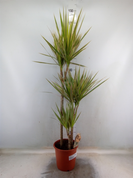 <h4>Dracaena marg. 'Bicolor'</h4>