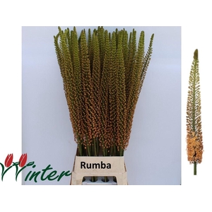 EREMURUS RUMBA