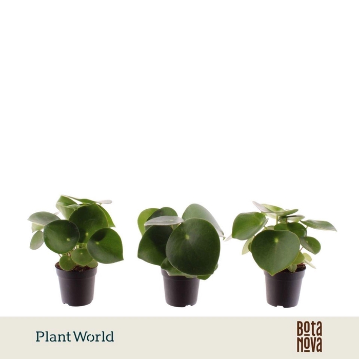 <h4>Peperomia Raindrop</h4>