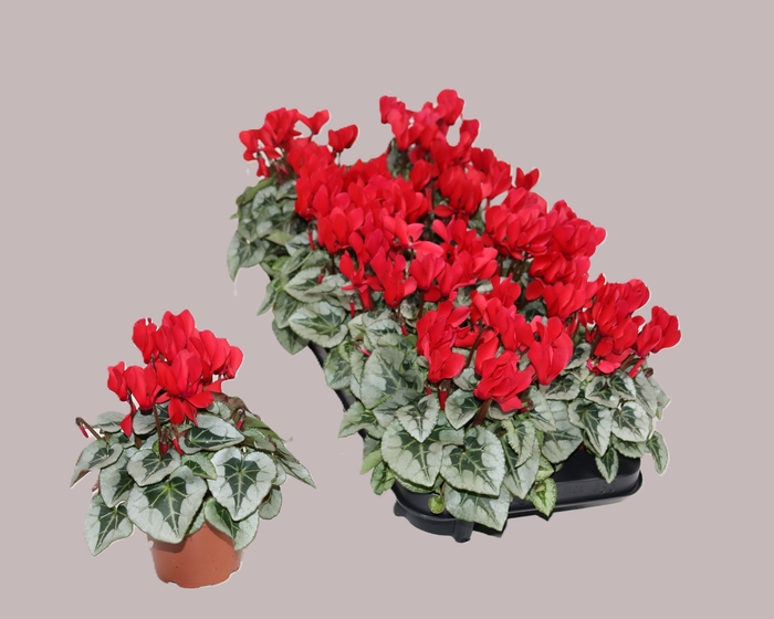 <h4>CYCL KL SILVERADO</h4>