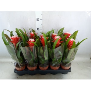 Guzmania  'Hope'