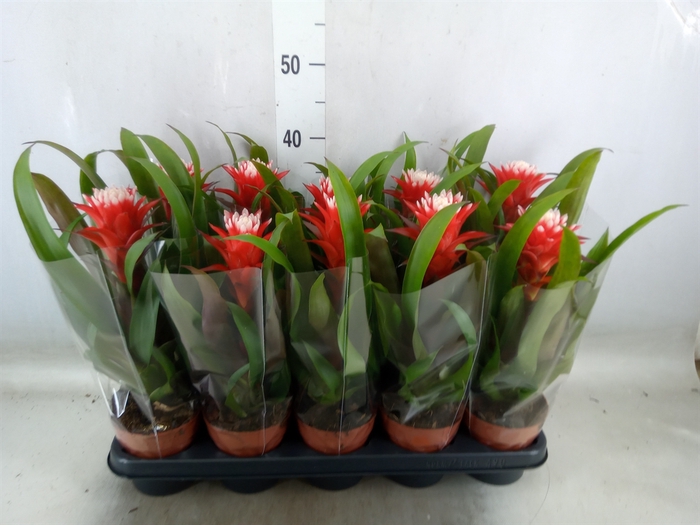 <h4>Guzmania  'Hope'</h4>
