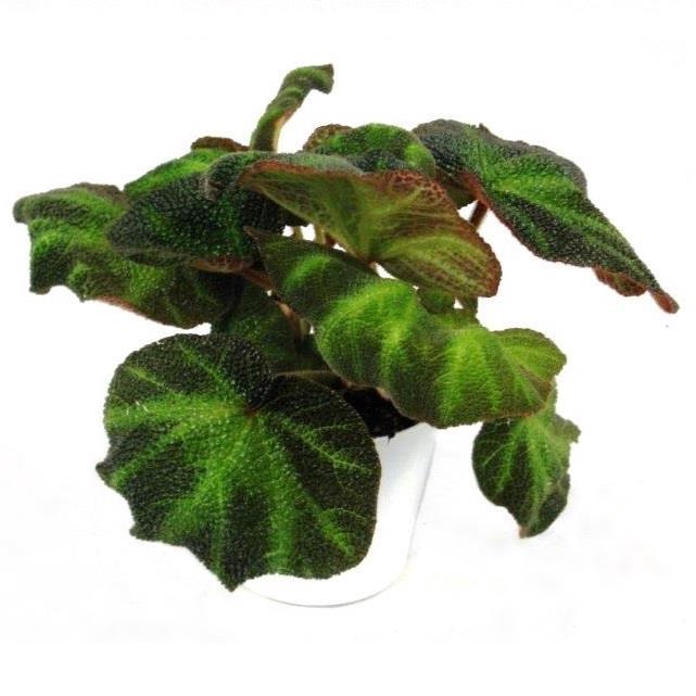 <h4>BEGONIA REX-HYBRID</h4>