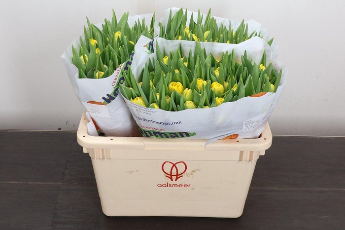 <h4>Tu Du Homerun</h4>