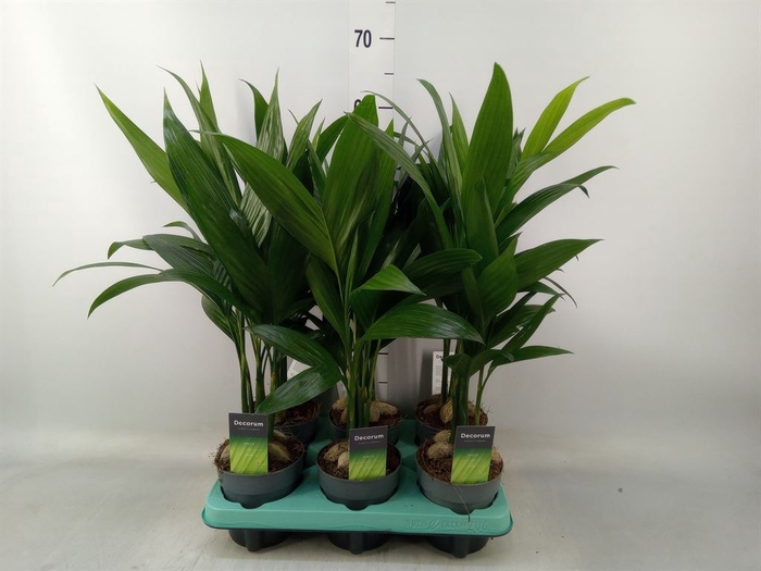 <h4>Areca catechu</h4>