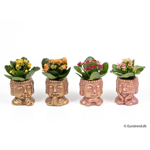 KALANCHOE BLOSSFELDIANA 'MINI'