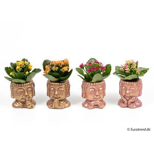 KALANCHOE BLOSSFELDIANA  p6