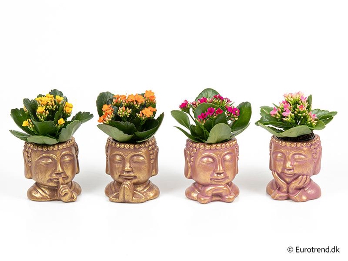 <h4>KALANCHOE BLOSSFELDIANA  p6</h4>