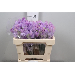 Lathyr Wi Suns Laven