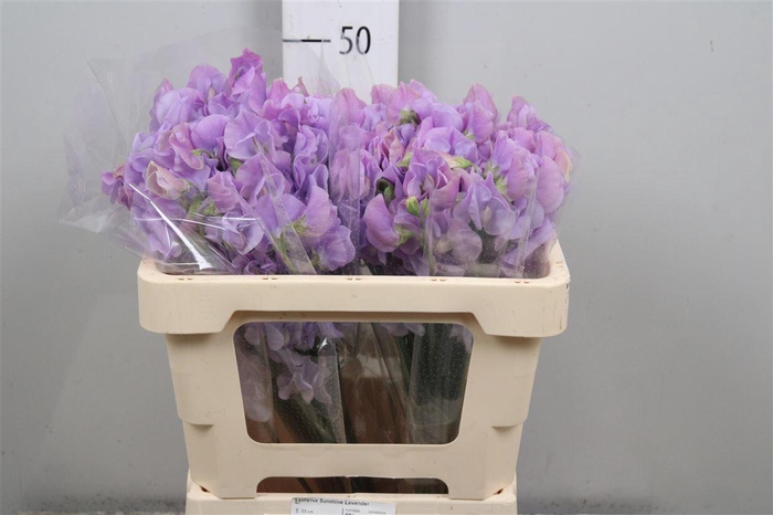 <h4>Lathyr Wi Suns Laven</h4>