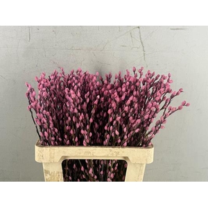 Salix Snowflake 60cm L.pink