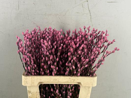 <h4>Salix Snowflake 60cm L.pink</h4>