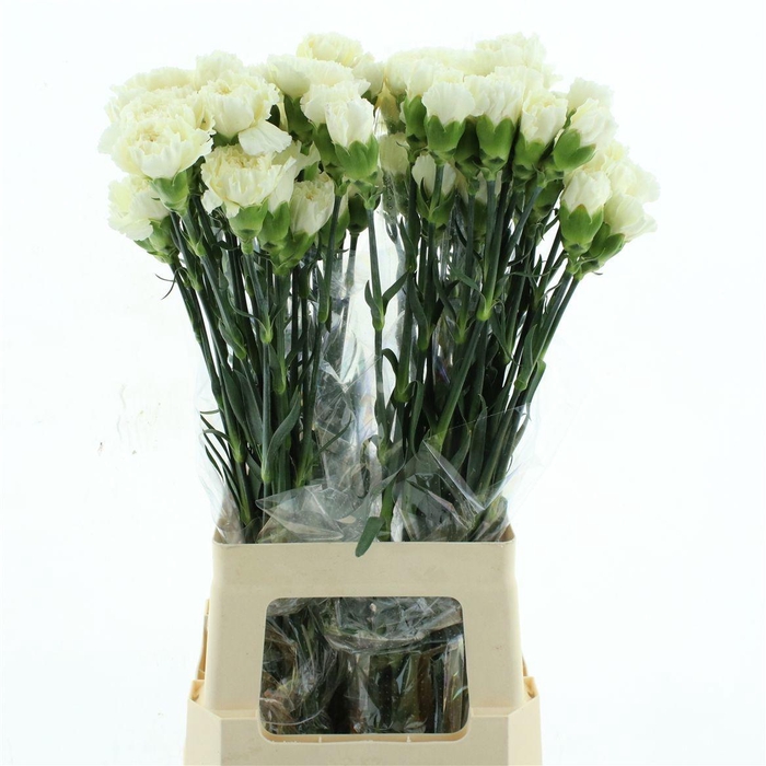 <h4>DI ST WEDDING</h4>