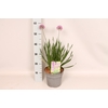vaste planten 19 cm  Allium Millenium